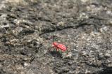 img020.jpeg.small.jpeg
